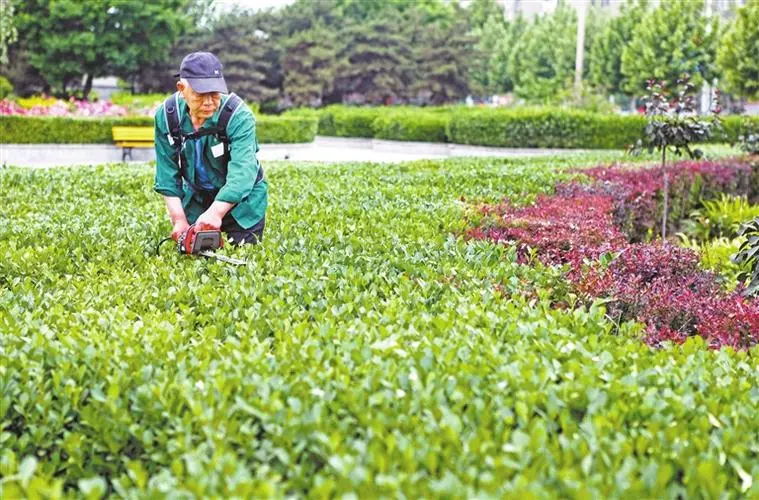 實施園林綠化養護 促進植物健康生長