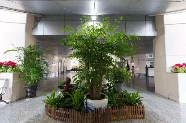 醫院綠植租擺的方案與建議