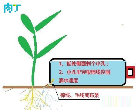 滴灌怎么做？教你給花盆、菜盆制作一個滴灌