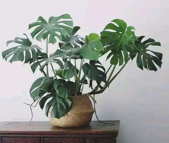 綠植租賃